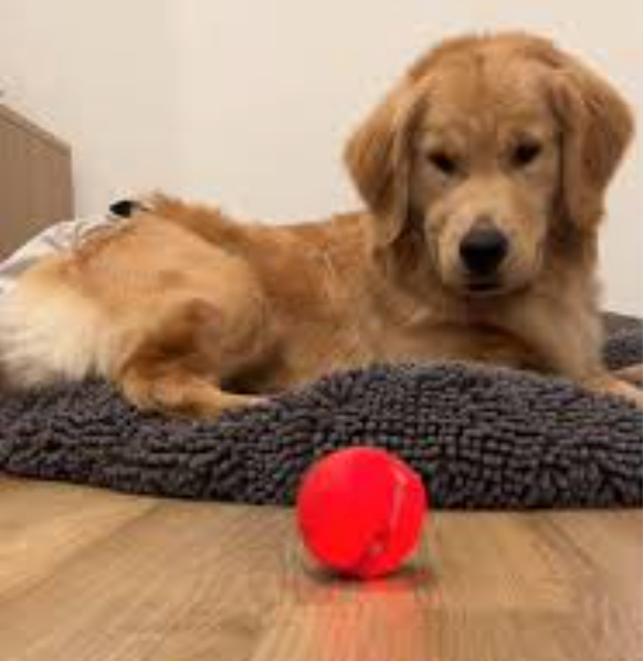 Wizard Ball Interactive Toy